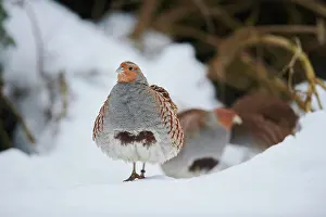 Partridge: Grey partridge (Perdix perdix) in the snow, Bavaria