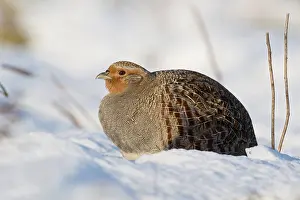 Rays: Grey partridge (Perdix perdix) in winter