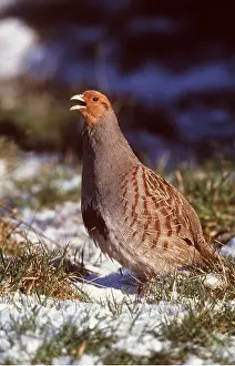 Chris Knights: GREY PARTRIDGE - singing