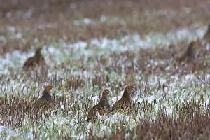Stubble: Grey Partridge - in snow covered winter stubble field