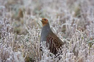 Stubble: Grey Partridge - standing in frost covered winter