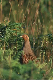Partridge: GREY PARTRIDGE - in vegetation