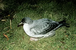 Procellaria: Grey PETREL
