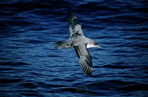 Procellaria: Grey Petrel - in flight