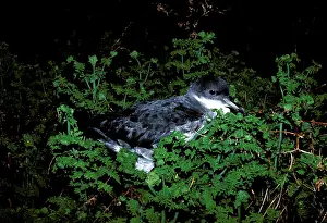Procellaria: Grey Petrel - juvenile