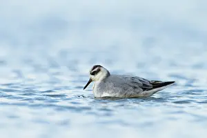 Phalaropus: Grey Phalarope