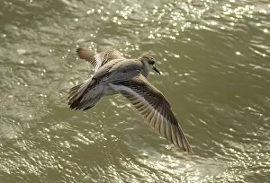 Phalaropus: Grey Phalarope