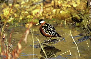 Phalaropus: Grey Phalarope - standing on wood in water
