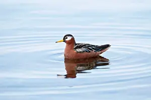 Phalaropus: Grey Phalarope - Swimming with refection in water