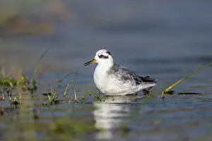Phalarope: Grey Phalarope - UK
