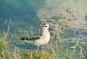 Phalaropus: Grey Phalarope - in water. Winter