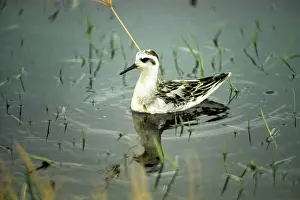 Phalaropus: Grey Phalarope - in winter