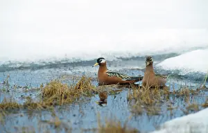 Phalaropes: Grey Phalaropes - summer