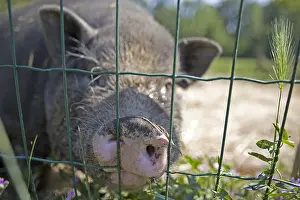 Corral: Grey pig enclosed at the SPCA in Provence France