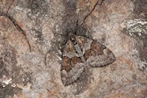 Wijdewormer: Grey Pine Carpet