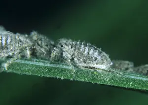 Scots: Grey pine needle aphid