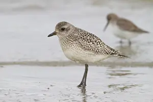 Squatarola: Grey Plover