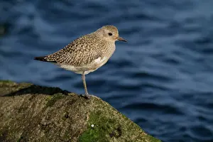 Squatarola: Grey Plover