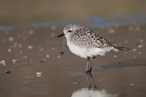 Stilt: Grey Plover