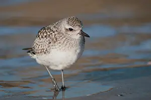 Stilt: Grey Plover
