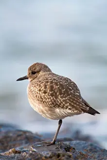 Squatarola: Grey Plover - Cornwall