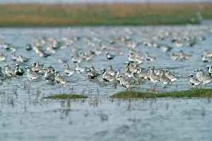 Squatarola: Grey Plover - flock