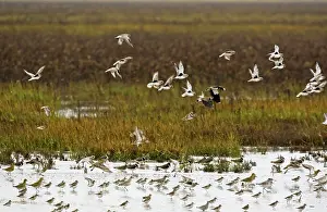 Apricaria: Grey Plover - flying over salt marsh Grey Plover