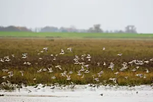 Apricaria: Grey Plover - flying over salt marsh showing black