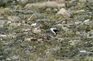 Nancy Jennings: Grey Plover - male on nest incubating eggs