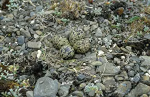 Squatarola: Grey Plover - nest & eggs