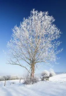 Poplars: Grey Poplar Tree - covered in frost