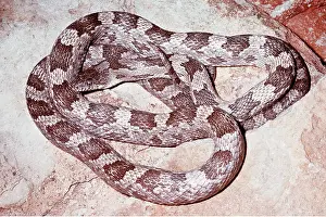 Ken Lucas: GREY RAT SNAKE - COILED