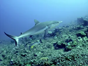 Amblyrhynchos: Grey Reef shark