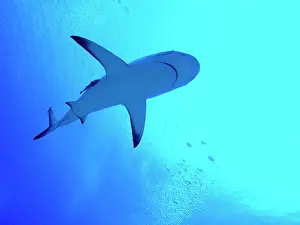 Amblyrhynchos: Grey Reef SHARK