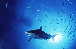 Sharks: Grey Reef Shark