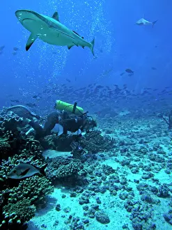 Attacks: Grey Reef shark - This is one of two actual shots