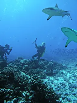 Attacks: Grey Reef Shark - This is one of two actual shots