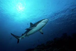 Witu: Grey reef shark, Carcharhinus amblyrhynchos, Witu island, We