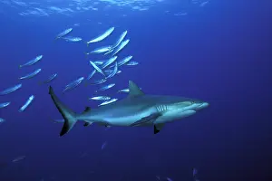 Witu: Grey reef shark, Carcharhinus amblyrhynchos, Witu island, We