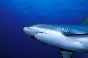 Witu: Grey reef shark, Carcharhinus amblyrhynchos, Witu island, We