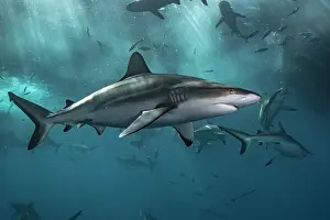 Carcharhinus: Grey reef shark (Carcharhinus amblyrhynchos) below
