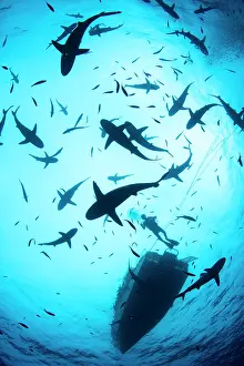 Carcharhinus: Grey reef shark (Carcharhinus amblyrhynchos) in