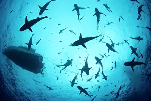 Carcharhinus: Grey reef shark (Carcharhinus amblyrhynchos) in