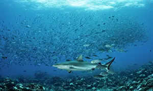 Caranx: Grey reef shark (Carcharhinus amblyrhynchos) and