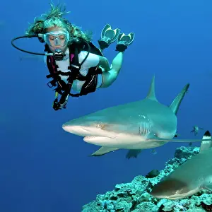 Carcharhinus: Grey reef shark (Carcharhinus amblyrhynchos) and