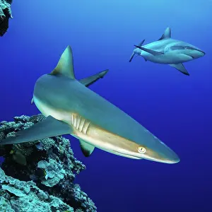 Shark: Grey reef shark (Carcharhinus amblyrhynchos) cruises