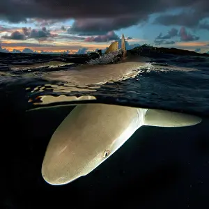 Carcharhinus: Grey reef shark (Carcharhinus amblyrhynchos) hunts