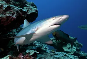 251020: Grey reef shark ( Carcharhinus amblyrhynchos) Pacific