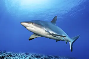 Shark: Grey reef shark (Carcharhinus amblyrhynchos) swimming in the
