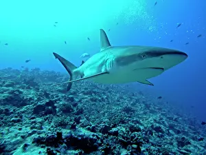 Potentially: Grey Reef SHARK - Close-up, Potentially dangerous